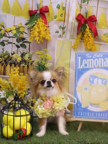 20240420プリューくん